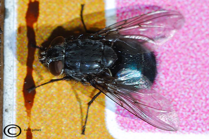 Calliphora vomitoria ?